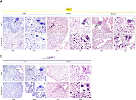 Hematoxylin Eosin Staining Of Decellularized Lungs Recellularized With