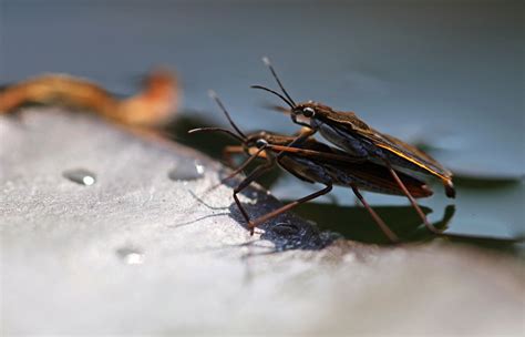 Urban Safari Bristol: Pond skater, common water-strider