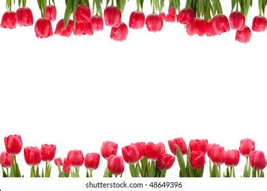 Border Isolated Red Tulips Royalty Free Images Stock Photos