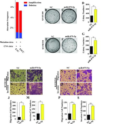 Mir 875 5p Promoted Cell Proliferation Migration And Invasion Of Escc