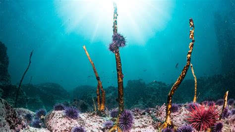 New Study Uncovers Unprecedented Declines In Iconic Kelp Forests Along