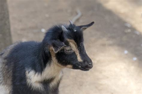 The kid pygmy goat stock image. Image of mammal, meadow - 261631399