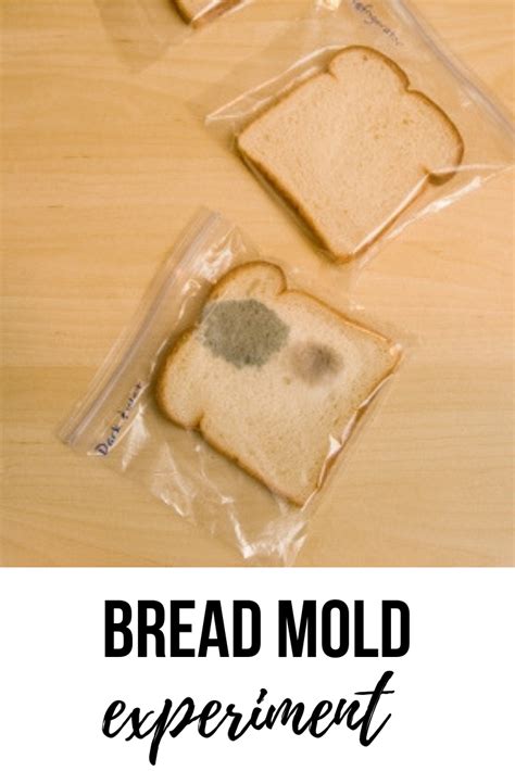 Moldy Bread Experiment Worksheets Bread Mold Worksheet