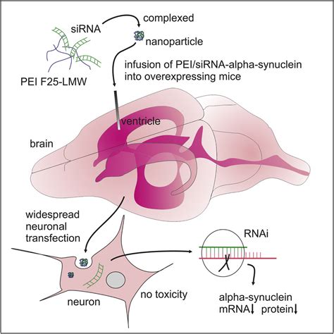 Polyethylenimine Nanoparticle Mediated siRNA Delivery to Reduce α