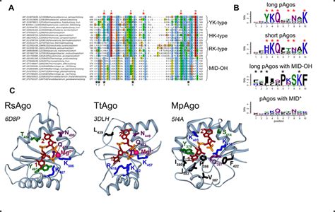 The Structure Of The 5 End Guide Binding Motifs In The Mid Domain