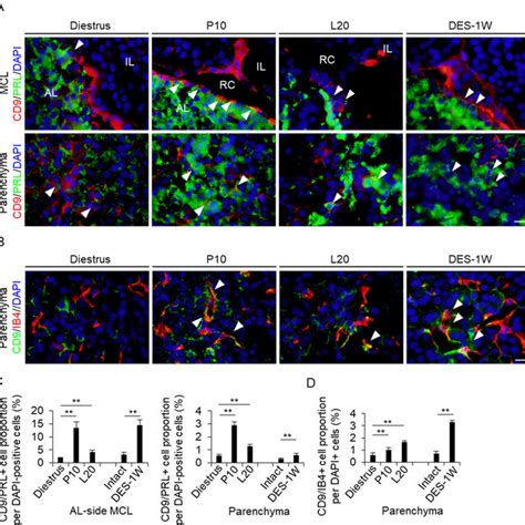 Detection Of Cd9prl Positive Cells And Endothelial Cells In The Il And