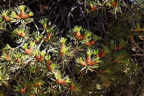 Pinyon Pine Pinus Edulis Pinon Pine Cones Photograph Of Photo Of Image Of