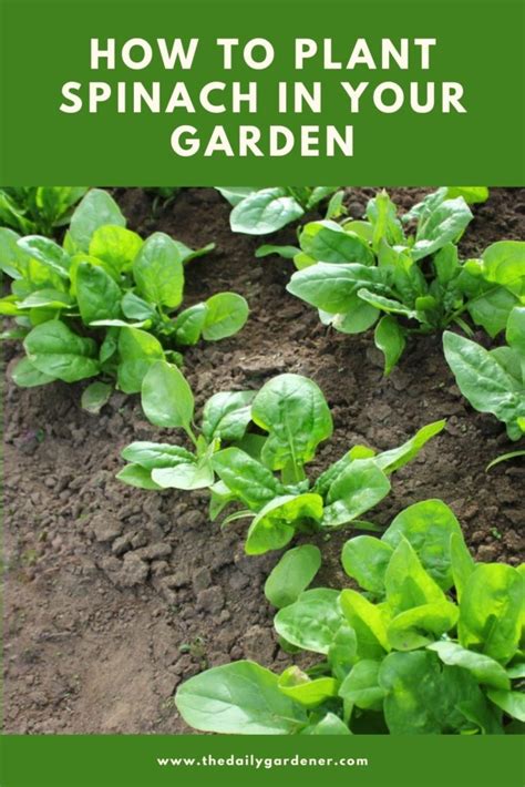 How To Plant Spinach In Your Garden Tricks To Care