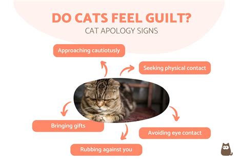 Do Cats Feel Guilt Cat Apology Signs