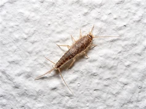 Firebrat vs Silverfish: Key Differences Between These Little Pests - A ...