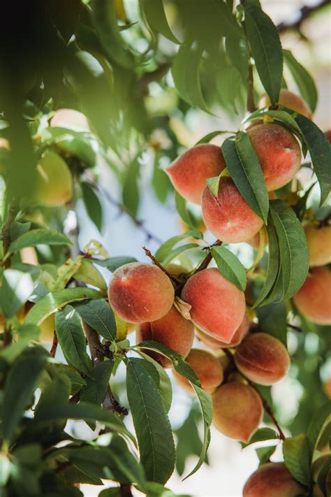 Peach A Delicious Summer Fruit And Health Benefits Of Peach