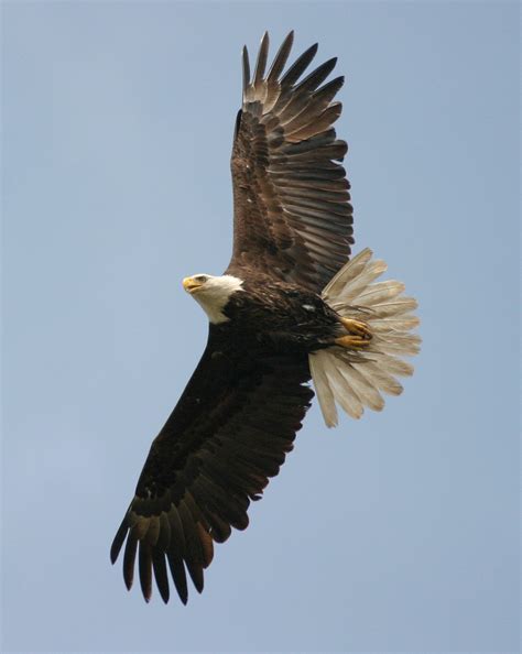 A Kansas comeback: 30 years ago, bald eagles began population