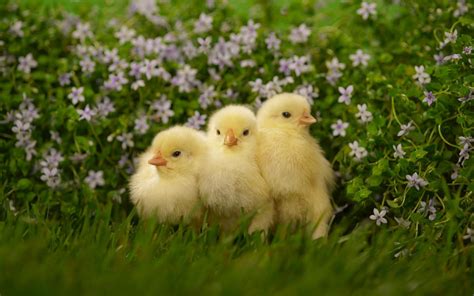 Baby-chickens HD desktop wallpaper : Widescreen : High Definition ...