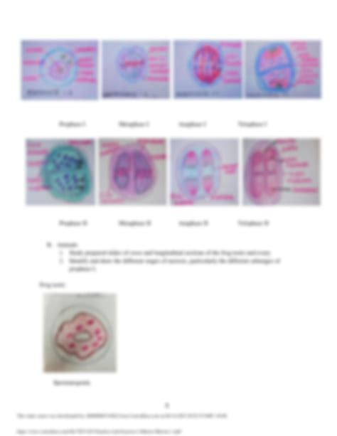 SOLUTION Genetics Lab Exercise 2 Mitosis Meiosis 1 Pdf Studypool