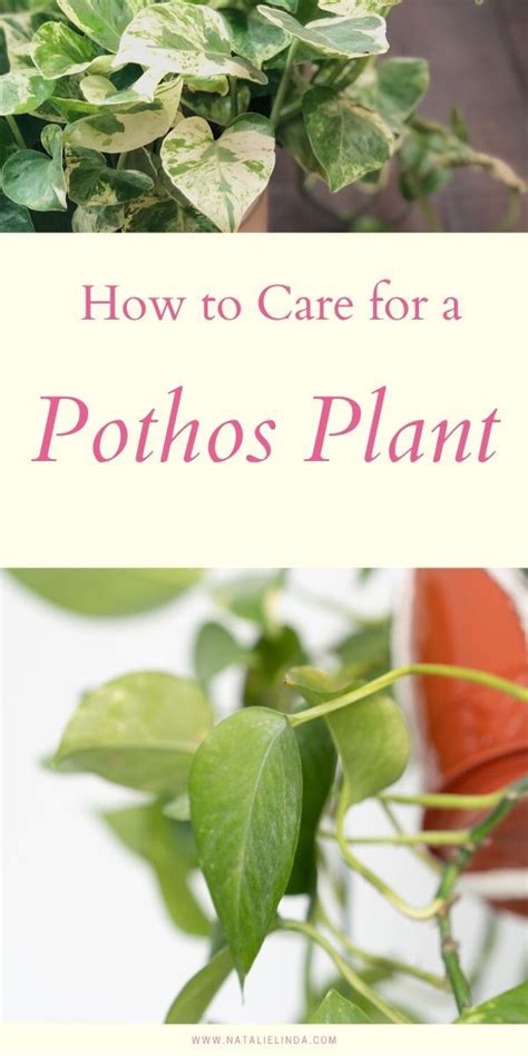 How To Care For A Pothos Plant The Perfect Houseplant For Beginners