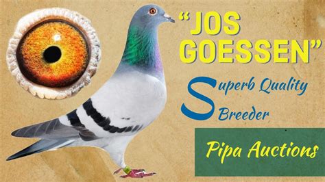 Superb Quality Breeder Racing Pigeon For Sale In Pipa Pigeons Pigeons