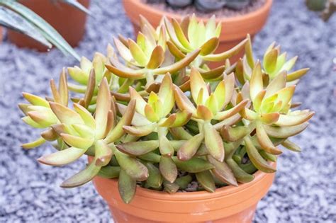 How to Care for Golden Sedum | Hunker