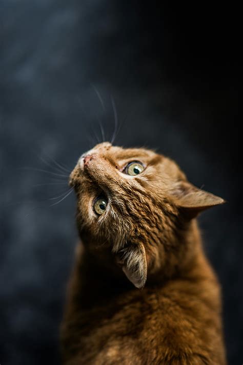 Selective Focus Photography Of Cat · Free Stock Photo