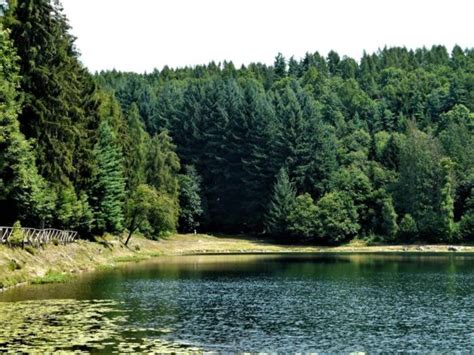 Cosa Sono Gli Alberi Monumentali E Dove Si Trovano A Bergamo E In