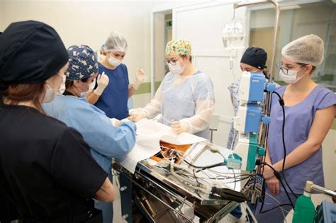 Portal PUC Campinas Medicina Veterinária