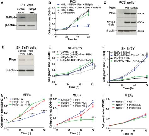 Ndfip1 Regulation Of Cell Proliferation Is Pten Dependent A Rnai