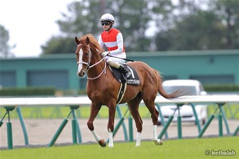 ショウナンダイキチ Shonan Daikichi 競走馬データベース 競馬ラボ