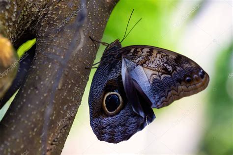 Hermosa Imagen Macro De Una Mariposa Caligo Memnon Tambi N Conocido