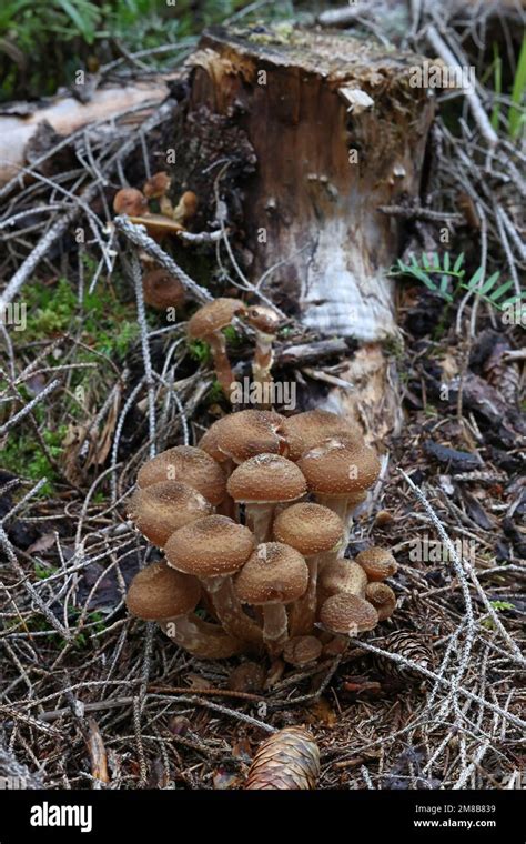 Armillaria Ostoyae Tambi N Llamado Armillaria Solidipes Nmente