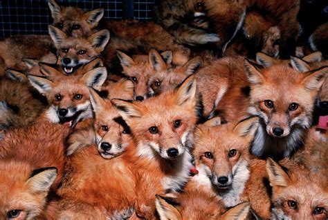 Large Group Of Foxes Trapped At One Photograph by Jose Azel - Pixels