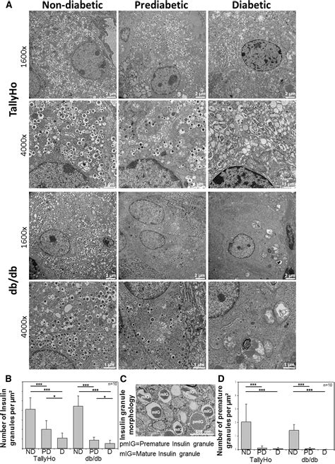 N Acyl Taurines And Acylcarnitines Cause An Imbalance In Insulin