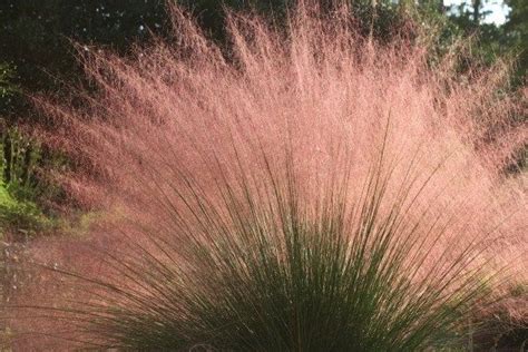 Muhlenbergia Sericea Capillaris Of Horticulture Ornamental Grasses