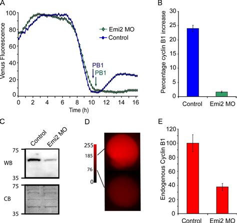 Cyclin B1 Levels Remain Low After PB Extrusion In Emi2 MOmatured