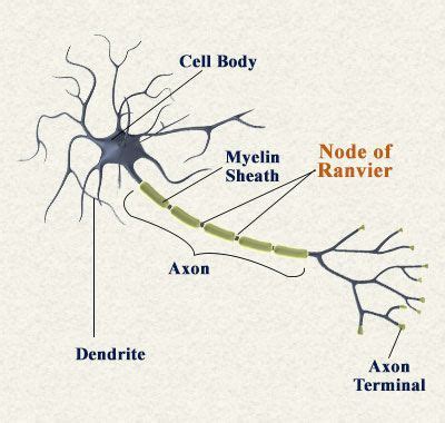 Nodes of Ranvier Function