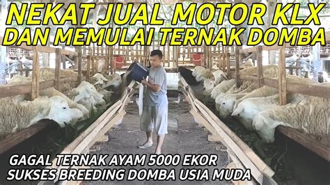 SUKSES BREEDING DOMBA LOKAL DENGAN PAKAN FULL HIJAUAN SEGAR CERITA