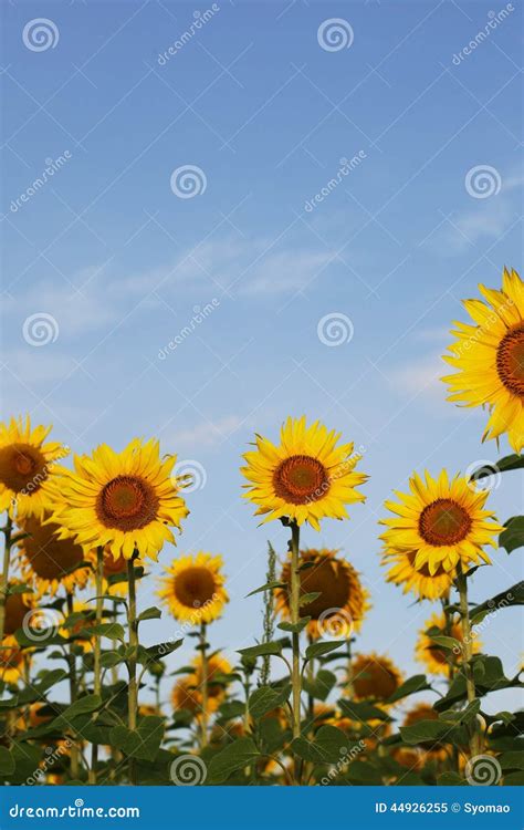 Sunflowers On Blue Sky Stock Image Image Of Sunflower