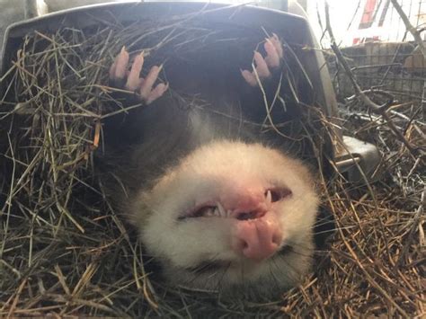 Possum Every Hour On Twitter Possum Awesome Possum Baby Possum