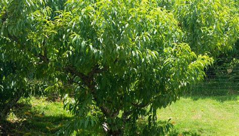 Peach Tree Not Producing Fruit Here S Why 8 Likely Causes Rennie