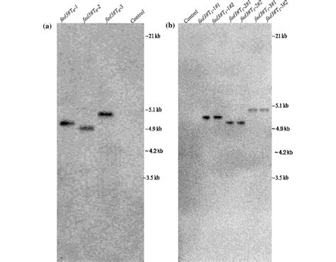 Southern Blot Analysis Of Bamhi Digested Genomic Dna Of Three Different