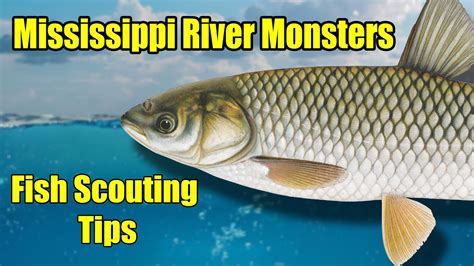 Mississippi River Monsters Fly Fishing For Grass Carp Fish Scouting