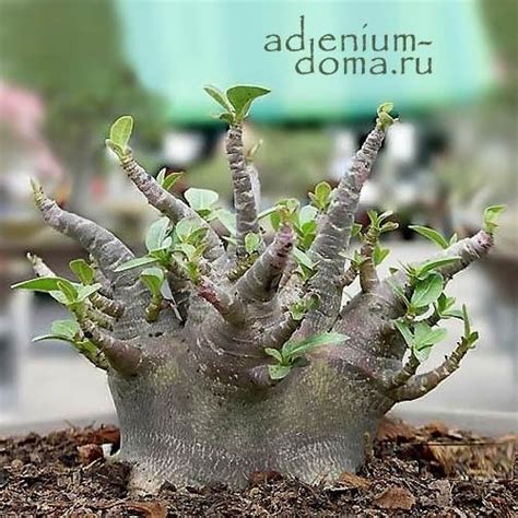 Adenium Arabicum DWARF 'BLACK GIANT': купить 2 семени c доставкой ...