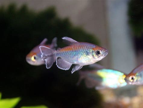 Congo Tetra Sweet Knowle Aquatics Online Shop