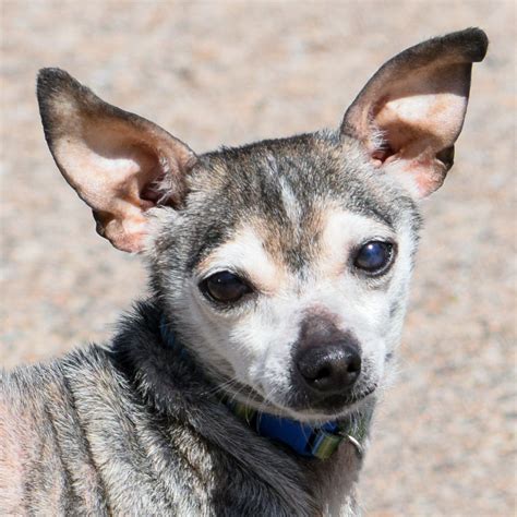 Puck - Animal House Shelter