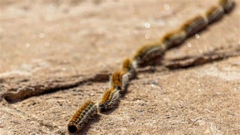 Know the best Centipede prevention tips for your property - Pest Control TX