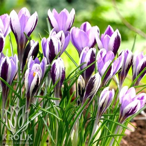 Krokus Botaniczny Spring Beauty Szt Kr Lik Sklep Internetowy I