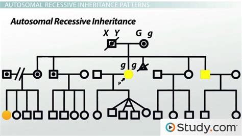 Pedigree Genetics And Analysis Definition And Examples Lesson