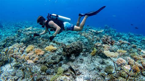 Adopt A Coral Soneva