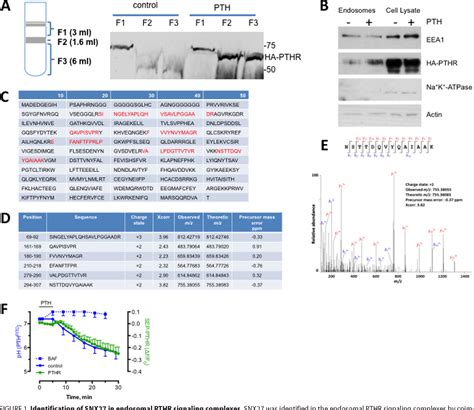 Figure From Actin Sorting Nexin Snx Retromer Complex Mediates