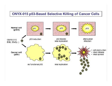 Oncolytic Virus Lecture