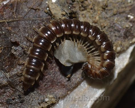 Greenhouse Millipede Oxidus Gracilis BugGuide Net