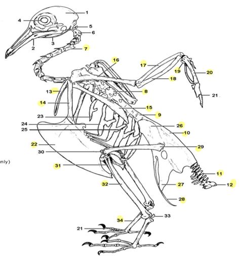 Bird skeleton Diagram | Quizlet